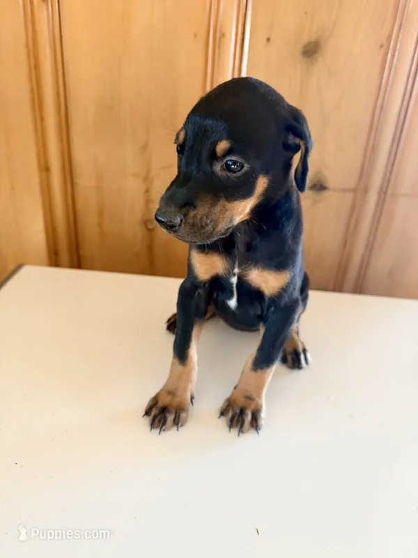 Black and Rust #2 – Doberman Pinscher puppy for sale in Kinston, AL