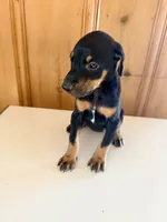 Black and Rust #2, a female Doberman Pinscher for sale in Kinston, AL – 1 of 1