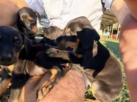 Black and Rust female #4, a male Doberman Pinscher for sale in Kinston, AL – 2 of 2