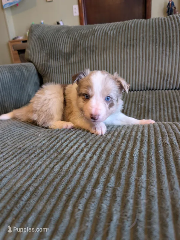 Male 4, a male Border Collie for sale in Hawley, PA – Photo 1 of 3