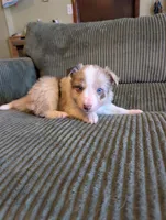 Male 4, a male Border Collie for sale in Hawley, PA – Photo 1 of 3