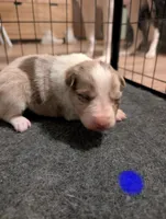 Male 4, a male Border Collie for sale in Hawley, PA – Photo 1 of 2