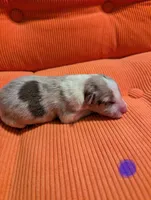 Male 4, a male Border Collie for sale in Hawley, PA – Photo 2 of 2