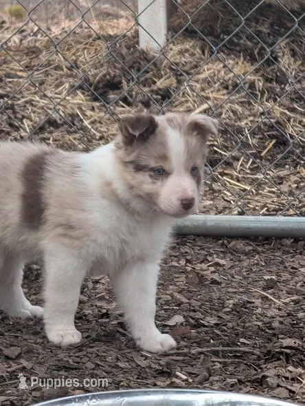 Male 4 – Border Collie puppy on hold in Hawley, PA