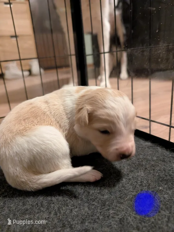 Male 1 – Border Collie puppy for sale in Hawley, PA