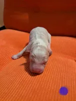 Male 1, a male Border Collie for sale in Hawley, PA – Photo 2 of 2