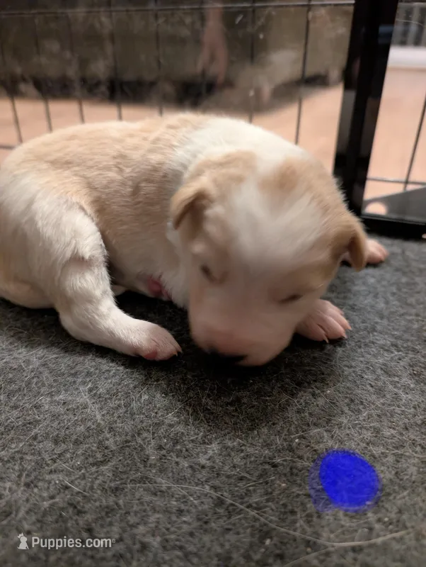 Male 3 – Border Collie puppy for sale in Hawley, PA