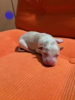 Male 3, a male Border Collie for sale in Hawley, PA – Photo 2 of 2