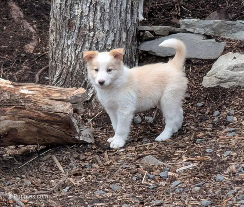 Male 3 – Border Collie puppy for sale in Hawley, PA