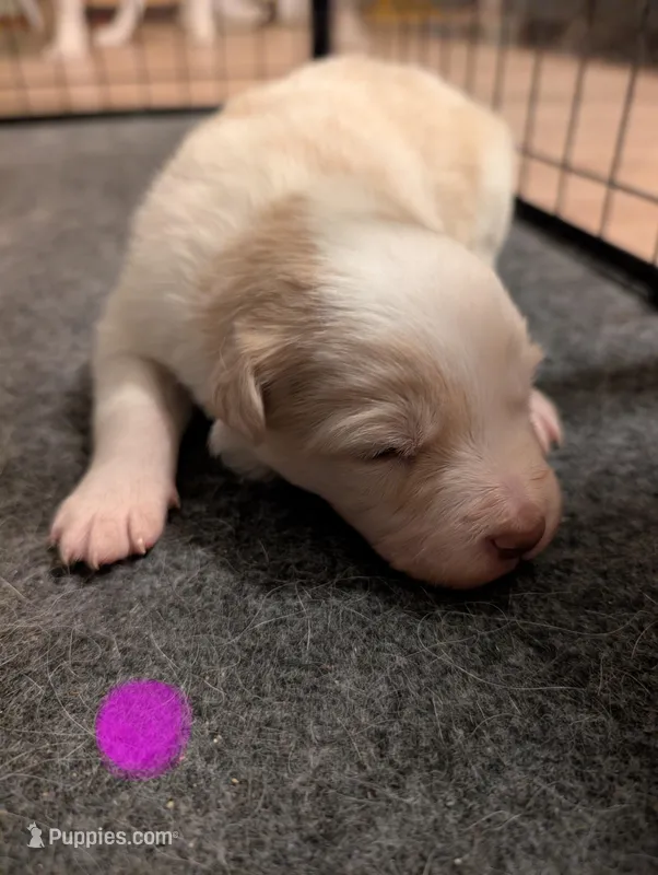 Female 2 – Border Collie puppy for sale in Hawley, PA