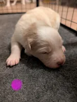 Female 2, a female Border Collie for sale in Hawley, PA – Photo 1 of 2