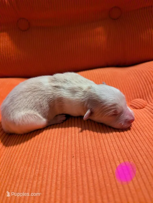 Female 2 – Border Collie puppy for sale in Hawley, PA