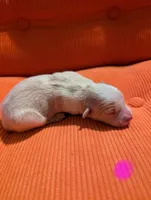 Female 2, a female Border Collie for sale in Hawley, PA – Photo 2 of 2