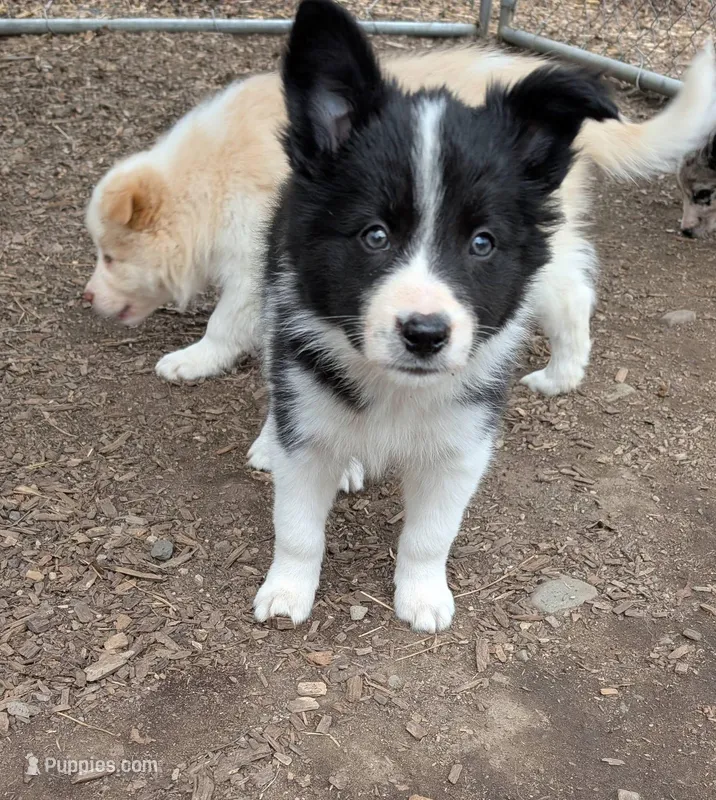 Male 2 – Border Collie puppy for sale in Hawley, PA
