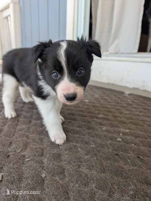 Male 2 – Border Collie puppy for sale in Hawley, PA