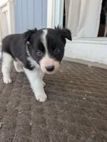 Male 2, a male Border Collie for sale in Hawley, PA – Photo 1 of 3