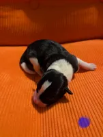 Male 2, a male Border Collie for sale in Hawley, PA – Photo 2 of 2