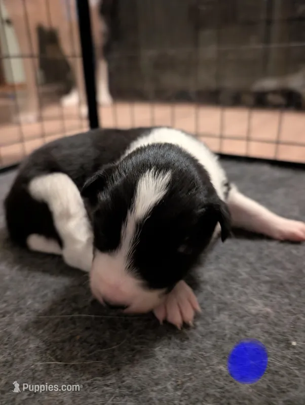 Male 2 – Border Collie puppy for sale in Hawley, PA