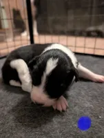 Male 2, a male Border Collie for sale in Hawley, PA – Photo 1 of 2