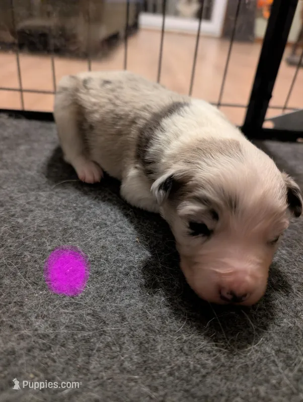 Female 3 - Pending – Border Collie puppy for sale in Hawley, PA