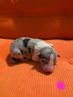 Female 1 - Pending , a female Border Collie for sale in Hawley, PA – Photo 2 of 2