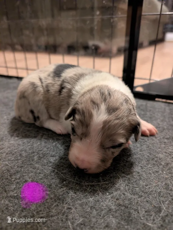 Female 1 - Pending  – Border Collie puppy for sale in Hawley, PA