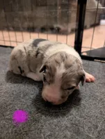 Female 1 - Pending , a female Border Collie for sale in Hawley, PA – Photo 1 of 2