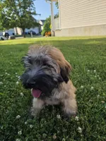 Teddy, a male Soft Coated Wheaten Terrier for sale in North Brunswick, NJ – 4 of 4
