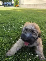 Teddy, a male Soft Coated Wheaten Terrier for sale in North Brunswick, NJ – 3 of 4