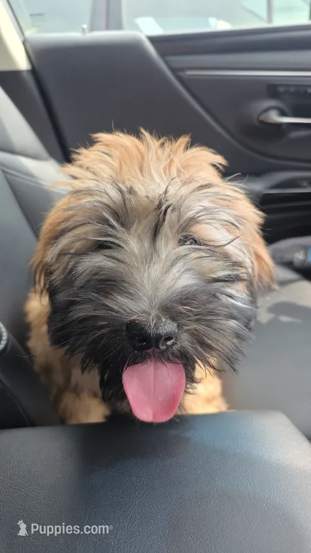 Teddy – Soft Coated Wheaten Terrier puppy for sale in North Brunswick, NJ