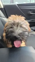 Teddy, a male Soft Coated Wheaten Terrier for sale in North Brunswick, NJ – 1 of 4