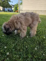 Teddy, a male Soft Coated Wheaten Terrier for sale in North Brunswick, NJ – 2 of 4