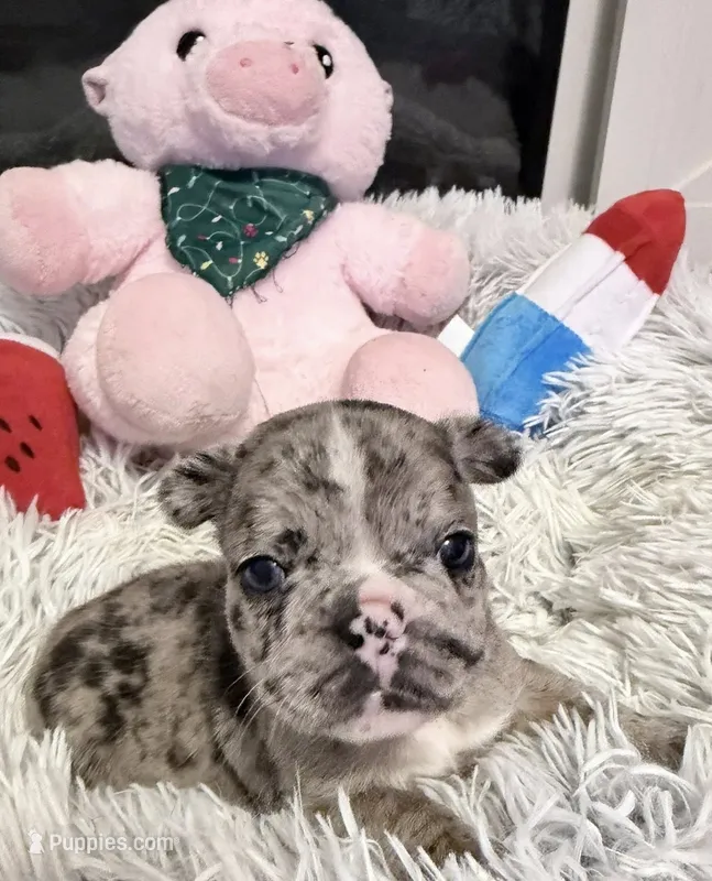 Crystal – French Bulldog puppy for sale in Tazewell, VA