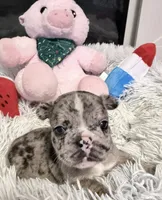 Crystal, a female French Bulldog for sale in Tazewell, VA – 1 of 4