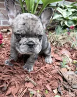 Blue, a male French Bulldog for sale in Tazewell, VA – 3 of 8