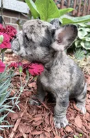 Blue, a male French Bulldog for sale in Tazewell, VA – 2 of 8