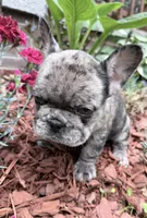 Blue, a male French Bulldog for sale in Tazewell, VA – 4 of 8