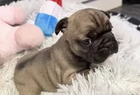 Smoky, a male French Bulldog for sale in Tazewell, VA – 2 of 3