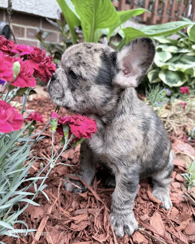 Blue – French Bulldog puppy for sale in Tazewell, VA