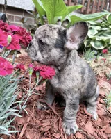 Blue, a male French Bulldog for sale in Tazewell, VA – 1 of 8