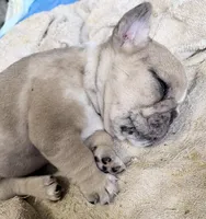 Dumpling- Pending, a female French Bulldog for sale in Tazewell, VA – Photo 2 of 2