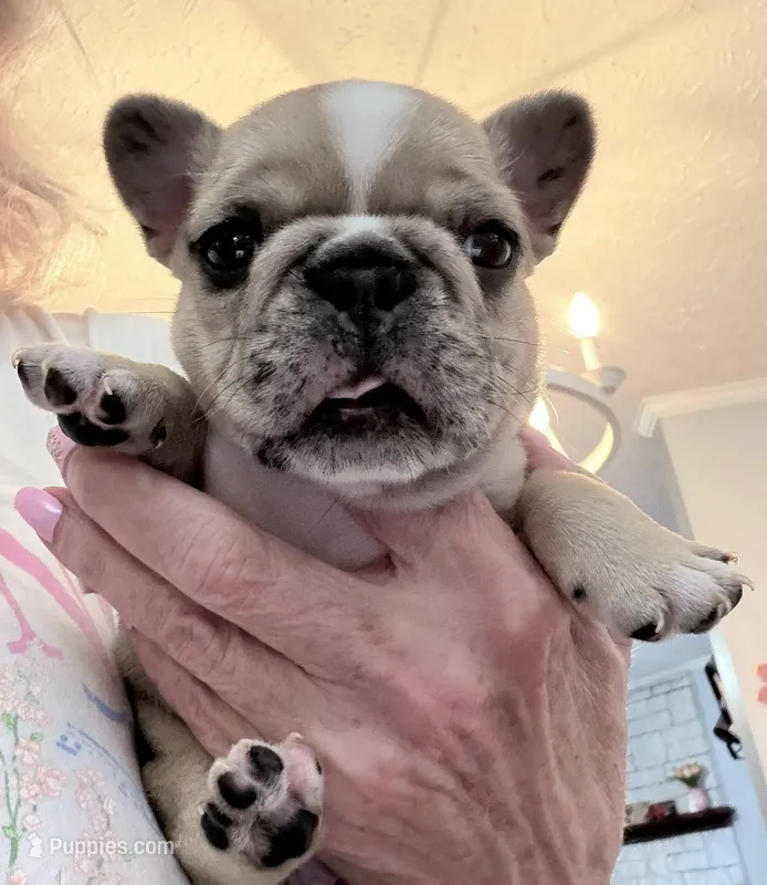 Dumpling – French Bulldog puppy for sale in Tazewell, VA