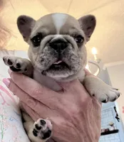 Dumpling- Pending, a female French Bulldog for sale in Tazewell, VA – Photo 1 of 2