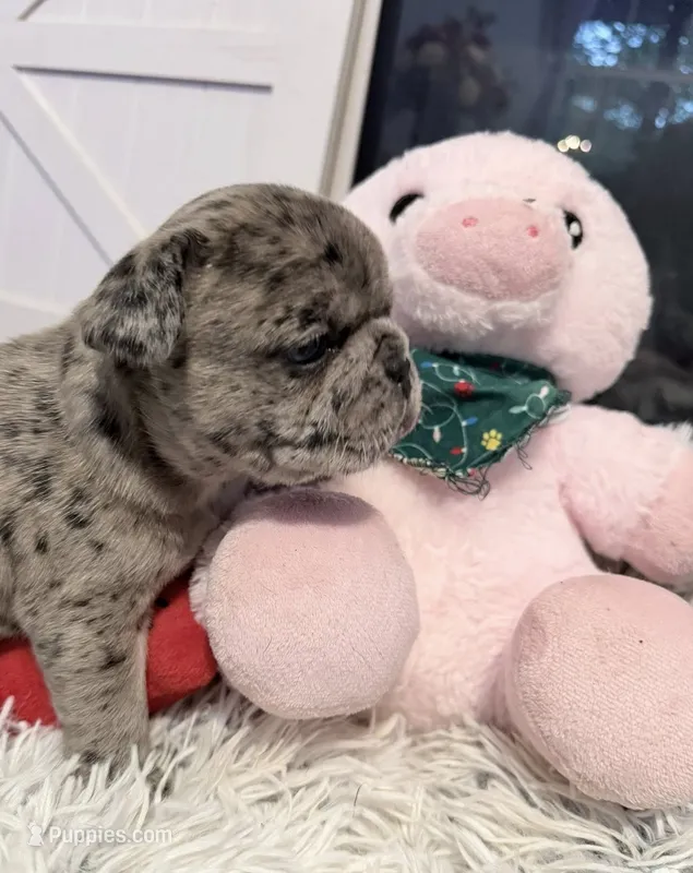 Blue – French Bulldog puppy for sale in Tazewell, VA