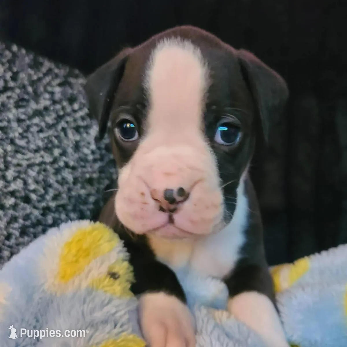 Maverick, a male Boxer for sale in Tazewell, VA – Photo 2 of 4