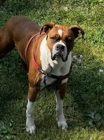 Maverick, a male Boxer for sale in Tazewell, VA – Photo 4 of 4