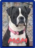 Maverick, a male Boxer for sale in Tazewell, VA – Photo 3 of 4