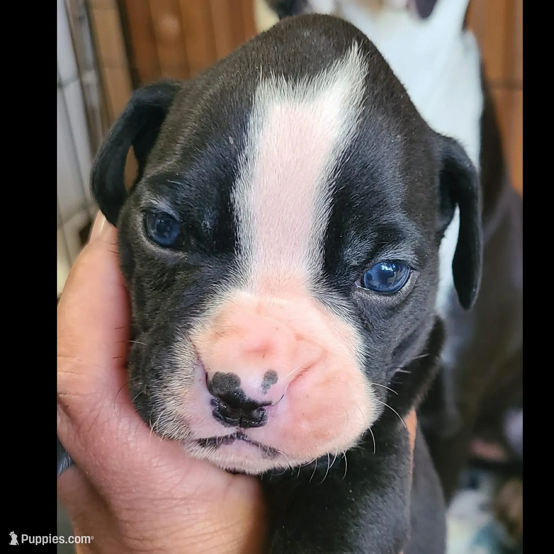 Maverick – Boxer puppy for sale in Tazewell, VA