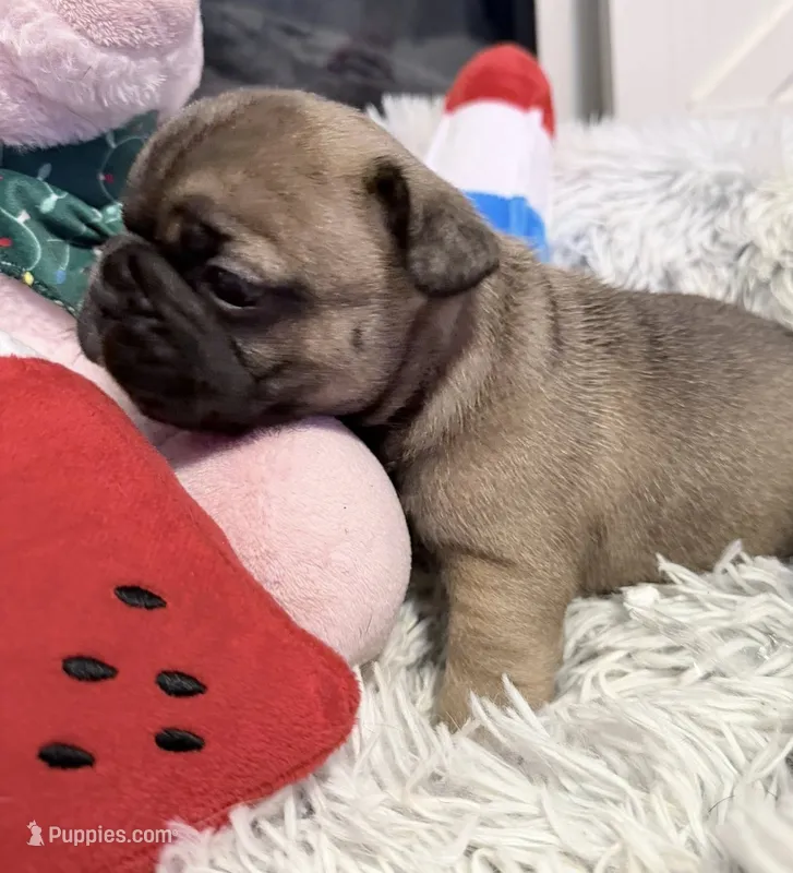 Smoky – French Bulldog puppy for sale in Tazewell, VA