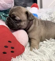 Smoky, a male French Bulldog for sale in Tazewell, VA – 1 of 3